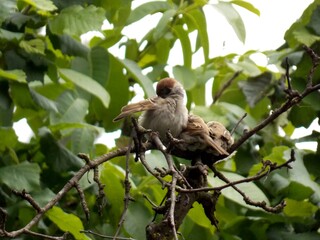 little sparrows on a tree