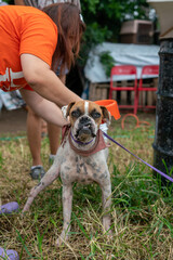 Stay dog shelter, homeless dog, abandoned looking for adoptions