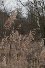 Large perennial grasses found on wetlands. Dry marsh grass.