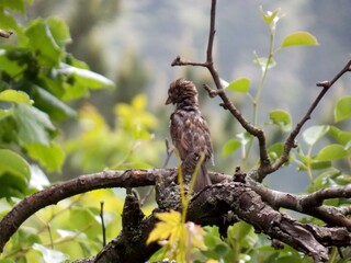 the little sparrow on the branches is being cleaned