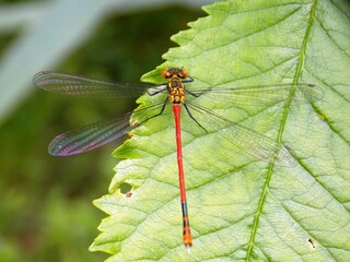 thin wings of a dragonfly