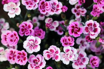 Small carnations with a lovely fragrance