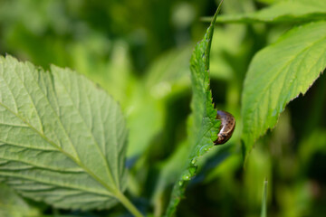 Small snail in a green leaf closeup