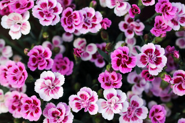 Pink Kisses is the name of these very beautiful scented carnations