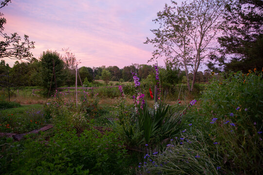 garden at dusk with pink sky
