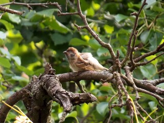 the little sparrow on the branches is being cleaned