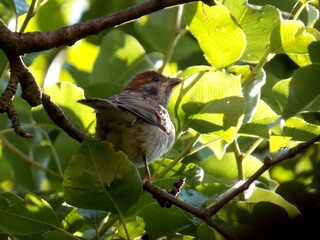 a little sparrow on a branch