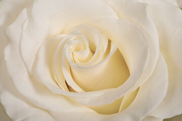 White rose flower close-up background or texture