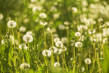 dandelion blower on background of green grass.