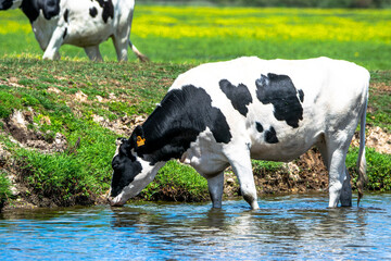 Obraz na płótnie Canvas Loire-Atlantique, France, June 2020, a cow with its legs in the water hydrates in the marshes of Sainte Lumine de Coutais.