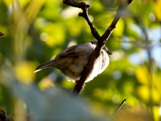 a little sparrow on a branch
