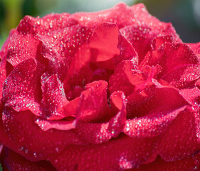 Red rose flower close up in garden.