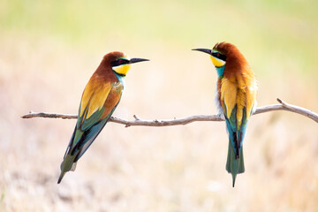 Couple of bee-eaters on a branch