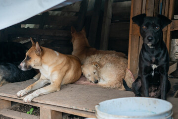 Stay dog shelter, homeless dog, abandoned looking for adoptions