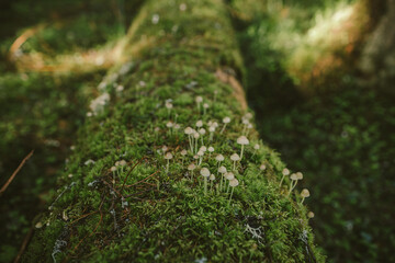 A close up of some bushes