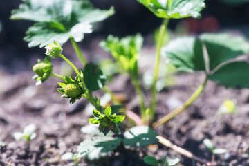 strawberry bush with green berries on the bed