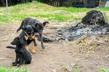 Stay dog shelter, homeless dog, abandoned looking for adoptions