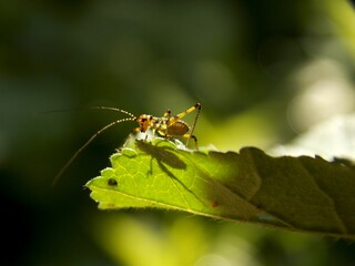small grasshopper on a green leaf