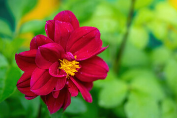 flowering red dahlias in the garden