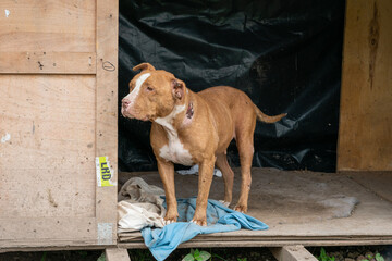 Stay dog shelter, homeless dog, abandoned looking for adoptions