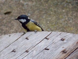 a small bird on a wooden table