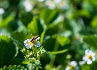 strawberry bush with white flowers on the bed