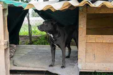 Stay dog shelter, homeless dog, abandoned looking for adoptions