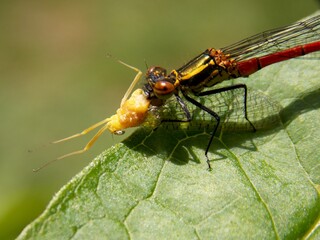 the dragonfly eats the beetle