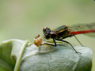 the dragonfly eats the beetle