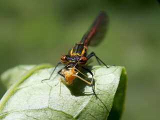 the dragonfly eats the beetle