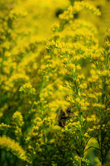 Obraz premium bumblebee collects flower nectar of goldenrod