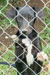 Stay dog shelter, homeless dog, abandoned looking for adoptions