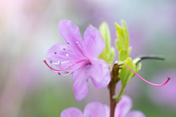 Fototapeta premium Flowering pink almonds close up