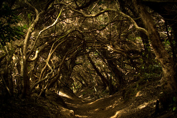 Mystic park - Natural Park Anaga