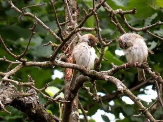 small sparrows on a dry branch