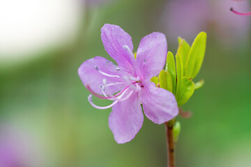 Flowering pink almonds close up