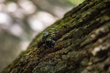 cockchafers sit on the tree