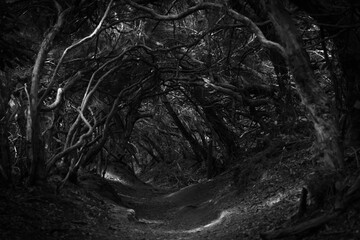 Natural Park Anaga in Tenerife in black and white, Spain