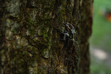 stag beetles on the tree
