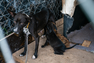 Stay dog shelter, homeless dog, abandoned looking for adoptions