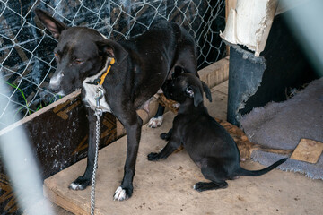 Stay dog shelter, homeless dog, abandoned looking for adoptions