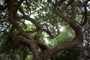 old tree in the park