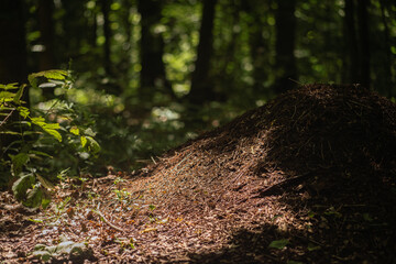 a huge anthill in woods