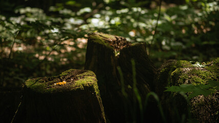 roots and stumps in green forest