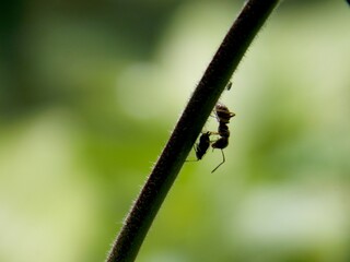 beetle and ant on blades of grass