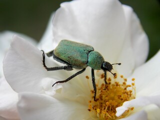 green beetle on a white rose