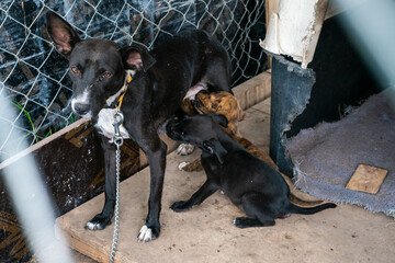 Stay dog shelter, homeless dog, abandoned looking for adoptions