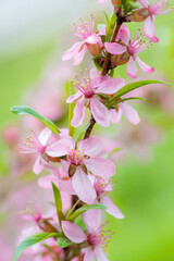 Flowering pink almonds close up