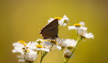 motyl na białych kwiatkach © Robert Borek