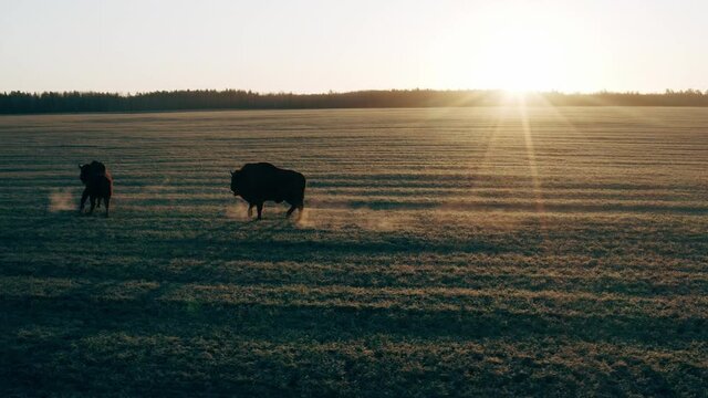 Beautiful bison run on a field at sunset.